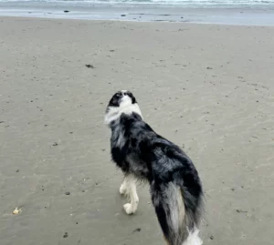 is St Ives friendly towards dogs? yes! so book your visit to one of their amazing pet-friendly cottages