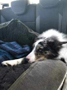 a crate is the best way to travel with your dog in a car- border collie, lying down, pillow, blanket, car