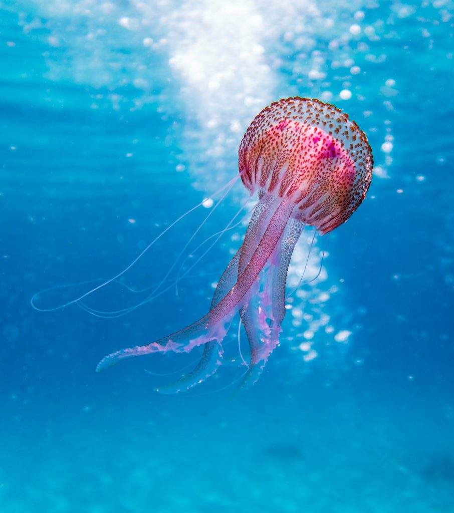 Are there poisonous jellyfish in Malta?- pink jellyfish, blue waters, Malta