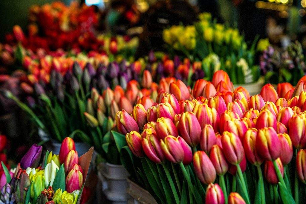 Bloemenmarkt is one of the best things to do when spending 3 days and nights in Amsterdam- pink and yellow tulips, green stalks