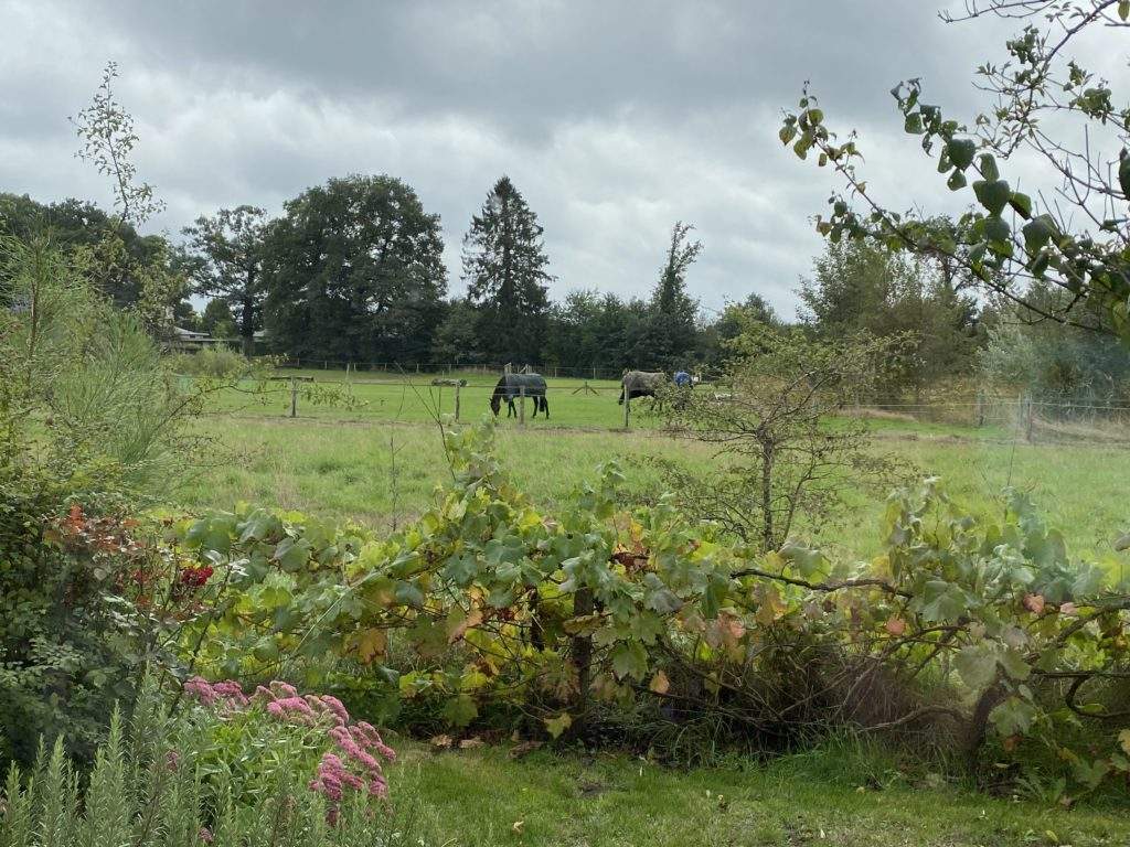 Cosy Countryside Wooden Hut With A Hot Tub in Brecon Wales-green fields, plants and flowers, horses, Brecon