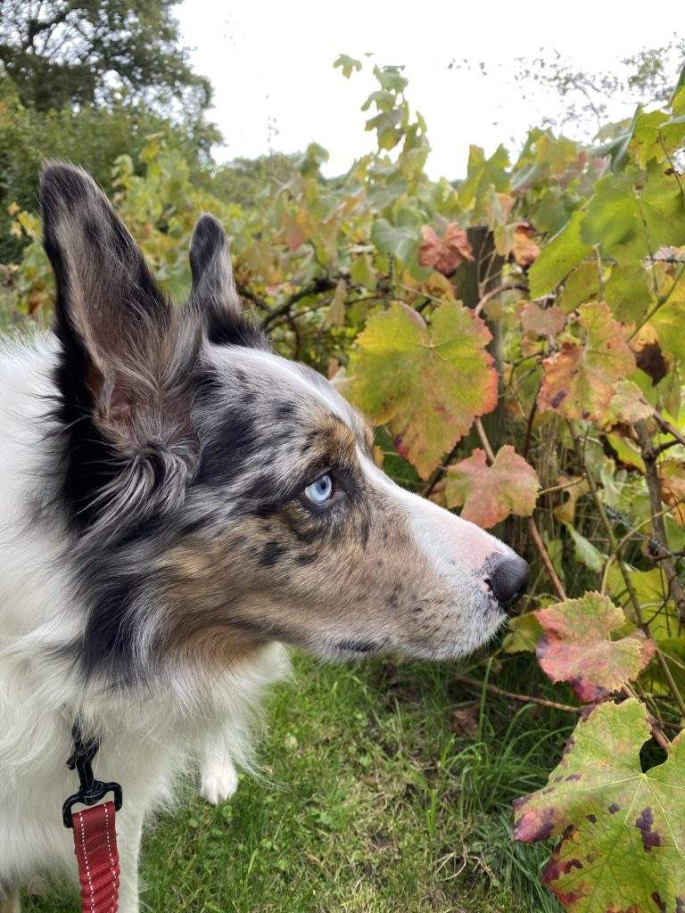 Pet-Friendly Brecon Log Cabins With Hot Tubs- grey, brown and white dog, border collie, green and orange leaves