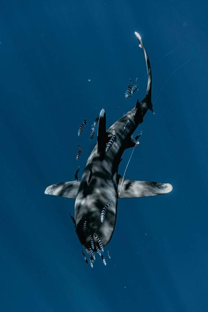 what sharks can you find in Malta?- dark shark, blue waters