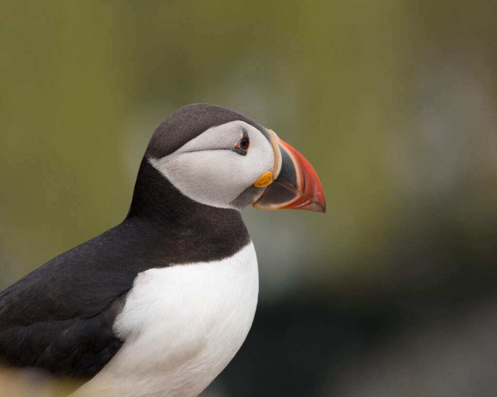 Westman islands have the most stunning puffin birds that you can see up close